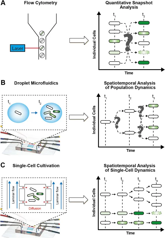 Phenotypic heterogeneity engineering in bacterial cell factories
