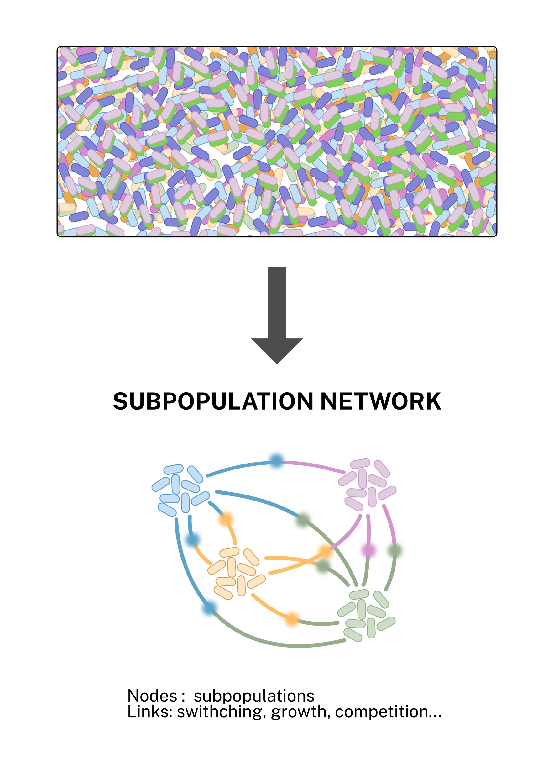 A crowd of individual bacterial cells reduced to a subpopulation network, where nodes are subpopulations and links represent switching, growth, and competition between them