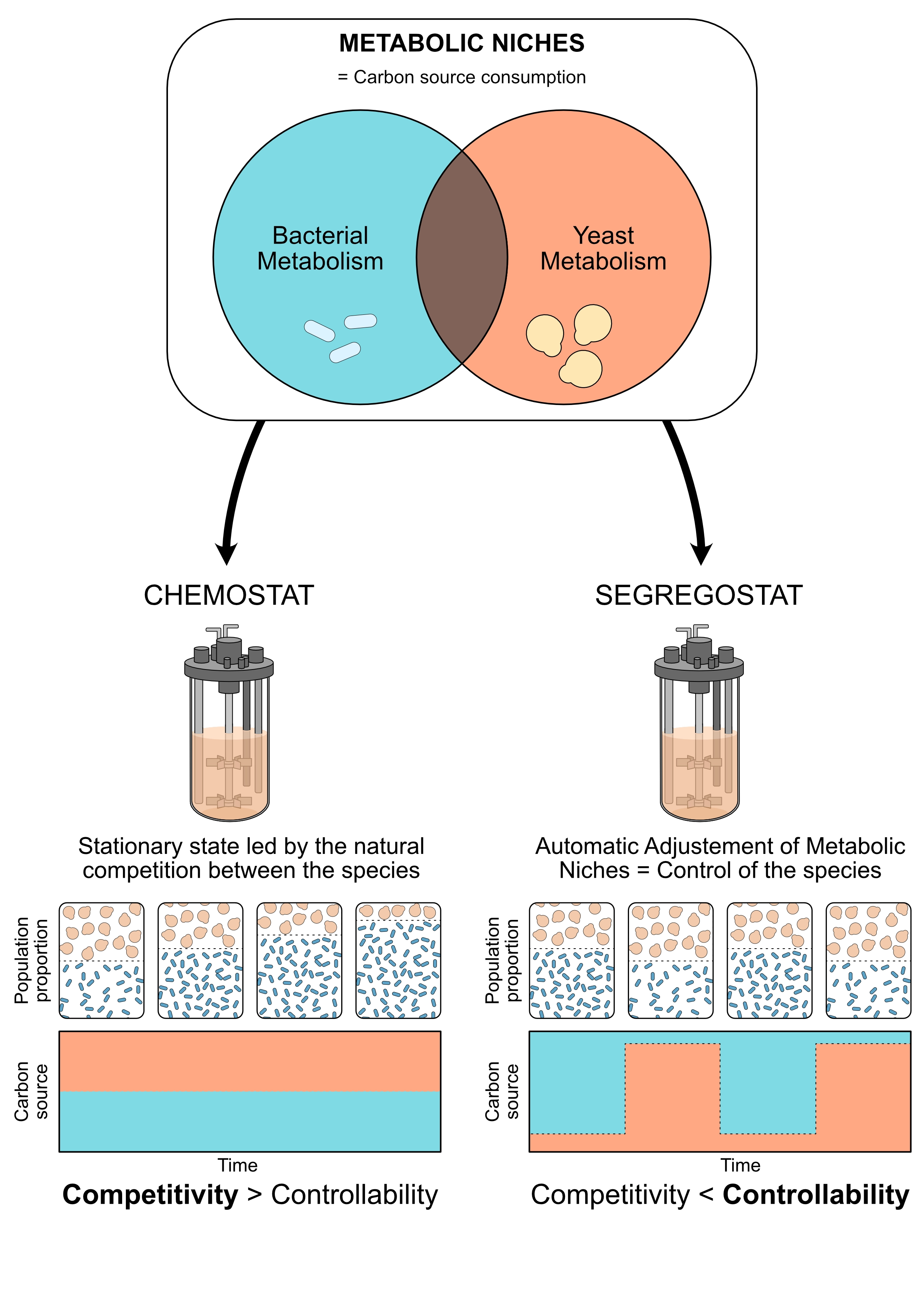 Chemostat versus segregostat schematic: a chemostat leaves bacteria and yeast to compete for a fixed carbon source, while a segregostat alternates the carbon source to actively control the balance between the two populations
