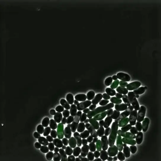 Single-cell diversification dynamics